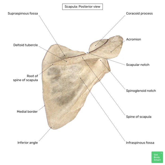 Scapula anatomy anterior scapular skeleton appendicular labels atlas shoulder blade human right body bone visual front bones nerve winging large