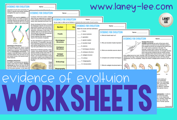 Patterns of evolution worksheet answers