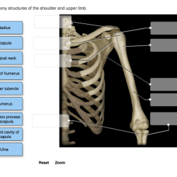 Label the bony structures of the scapula.