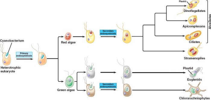 Learning through art endosymbiosis of unicellular algae