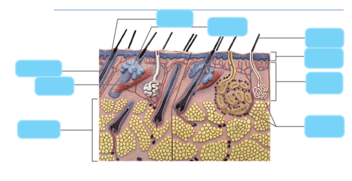 Laboratory exercise 7 integumentary system answers