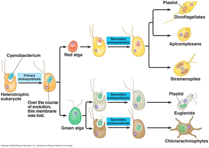 Learning through art endosymbiosis of unicellular algae