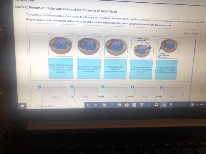 Mitochondria living endosymbiosis theory origin cell endosymbiotic cells eukaryote eukaryotic evolution eukaryotes biology powerhouse lacks found life figure schoolbag info