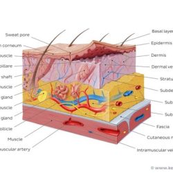 Laboratory exercise 7 integumentary system answers