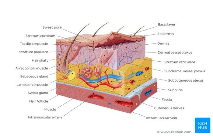 Laboratory exercise 7 integumentary system answers